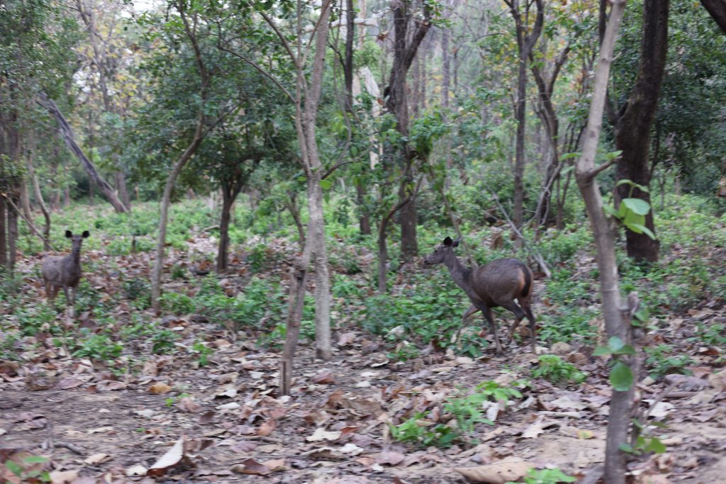 Jim Corbett National Park