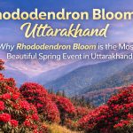 Rhododendron in Uttarakhand
